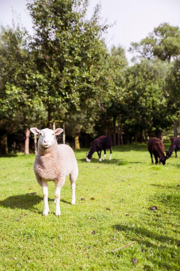 Bed and Breakfast De Weide Wereld Beernem Esterno foto